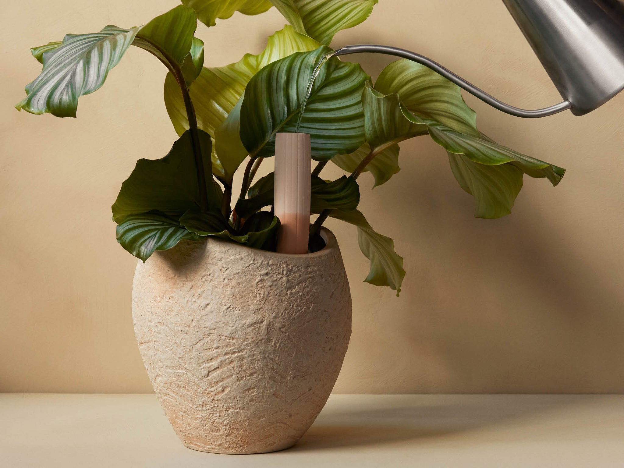 Plantas planter